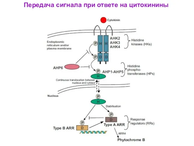 Передача сигнала при ответе на цитокинины