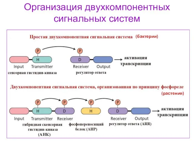 Организация двухкомпонентных сигнальных систем