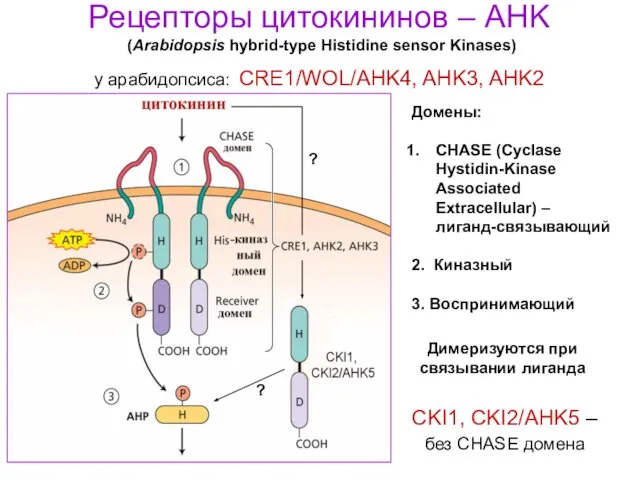 Рецепторы цитокининов – AHK (Arabidopsis hybrid-type Histidine sensor Kinases) у арабидопсиса: