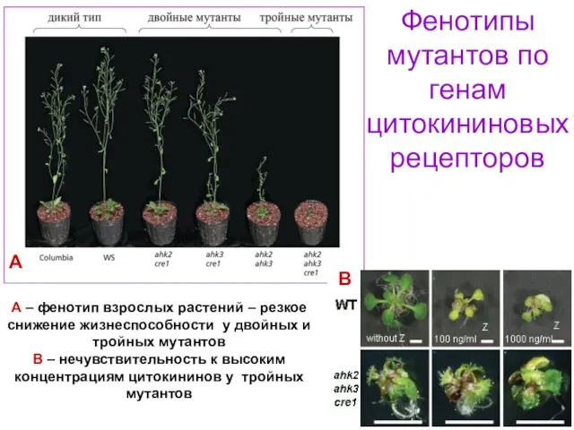Фенотипы мутантов по генам цитокининовых рецепторов А – фенотип взрослых растений