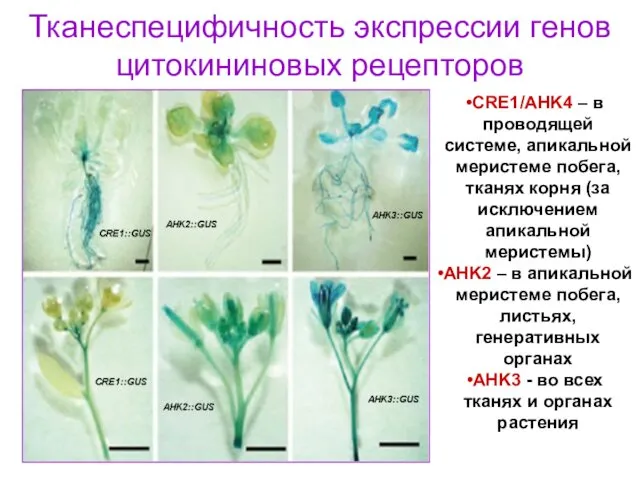 Тканеспецифичность экспрессии генов цитокининовых рецепторов CRE1/AHK4 – в проводящей системе, апикальной