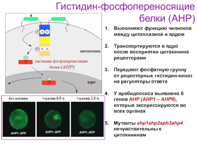 Гистидин-фосфопереносящие белки (AHP) Выполняют функцию челноков между цитоплазмой и ядром Транспортируются