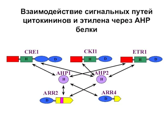 Взаимодействие сигнальных путей цитокининов и этилена через АНР белки