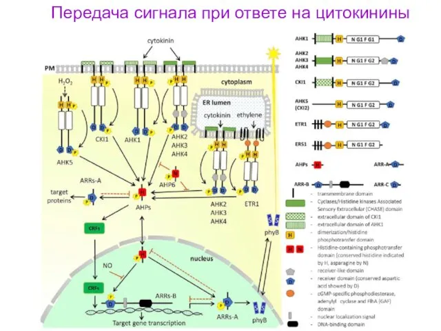 Передача сигнала при ответе на цитокинины