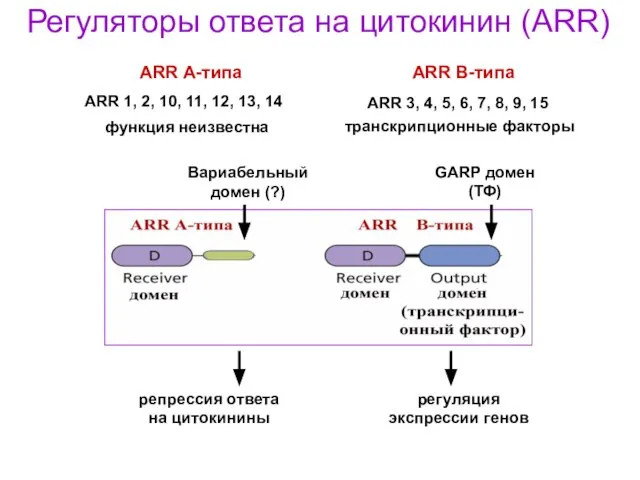 GARP домен (ТФ) Вариабельный домен (?) Регуляторы ответа на цитокинин (ARR)
