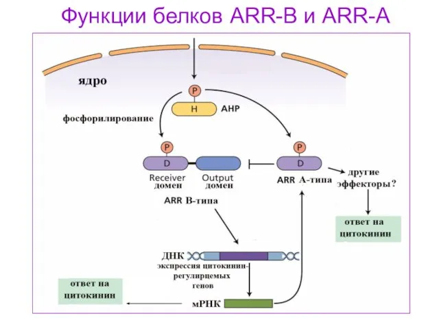 Функции белков ARR-B и ARR-A