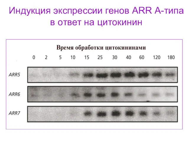 Индукция экспрессии генов ARR А-типа в ответ на цитокинин