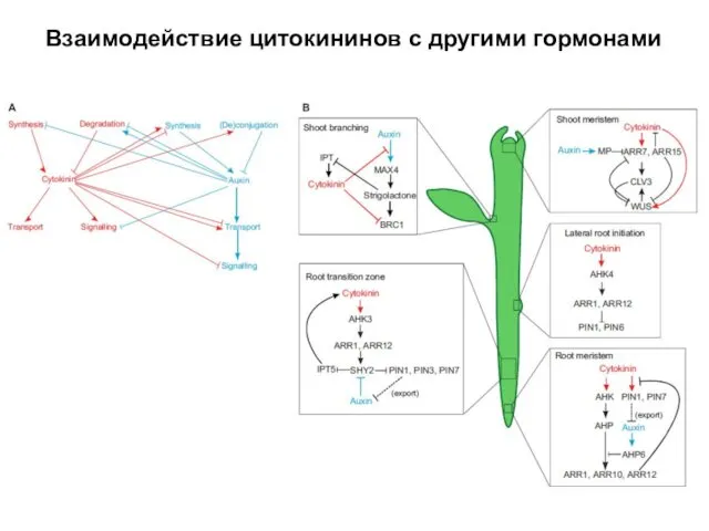 Взаимодействие цитокининов с другими гормонами