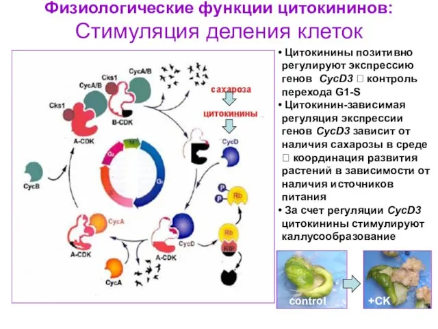 Физиологические функции цитокининов: Стимуляция деления клеток Цитокинины позитивно регулируют экспрессию генов