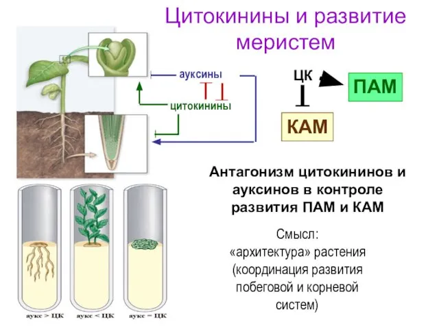 ауксины цитокинины Смысл: «архитектура» растения (координация развития побеговой и корневой систем)