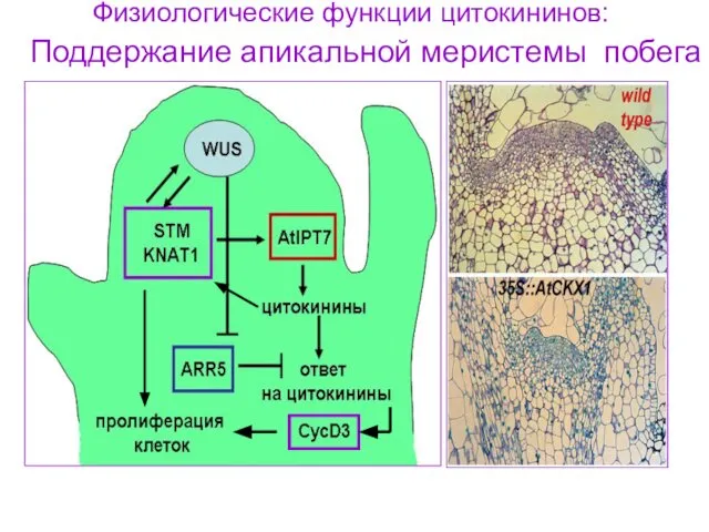 Физиологические функции цитокининов: Поддержание апикальной меристемы побега