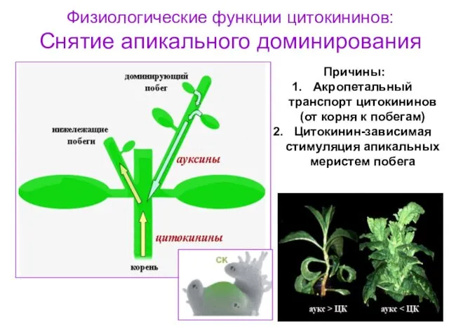 Физиологические функции цитокининов: Снятие апикального доминирования Причины: Акропетальный транспорт цитокининов (от