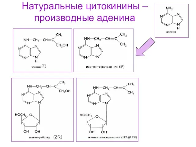 Натуральные цитокинины – производные аденина (Z) (ZR) изопентениладенин (iP)