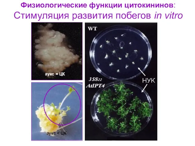 Физиологические функции цитокининов: Стимуляция развития побегов in vitro