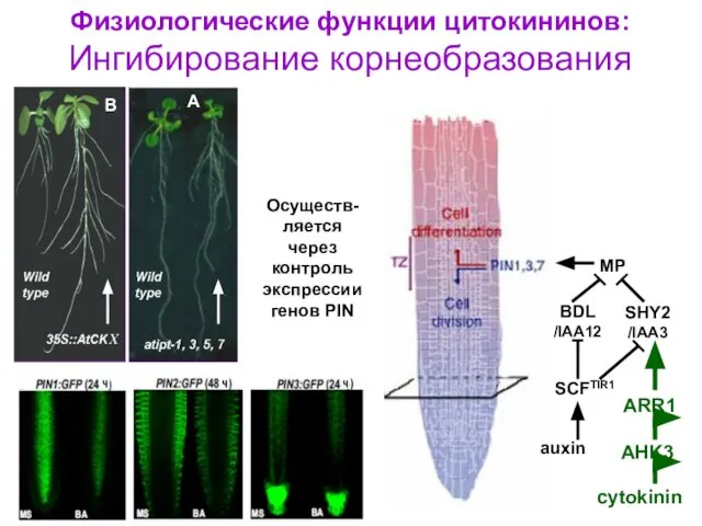 Физиологические функции цитокининов: Ингибирование корнеобразования А В MP BDL /IAA12 SHY2