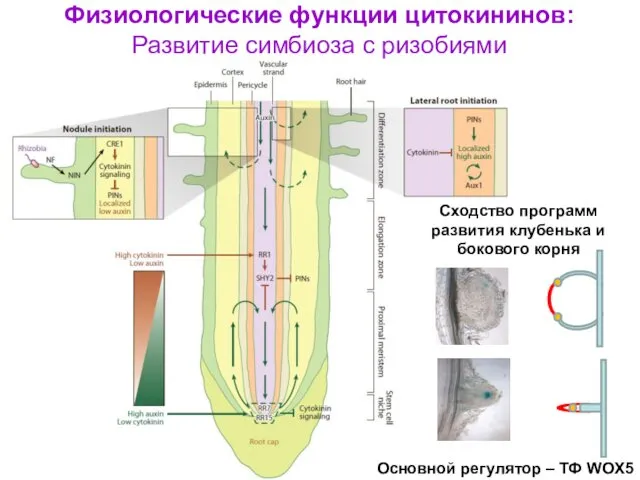 Физиологические функции цитокининов: Развитие симбиоза с ризобиями Сходство программ развития клубенька