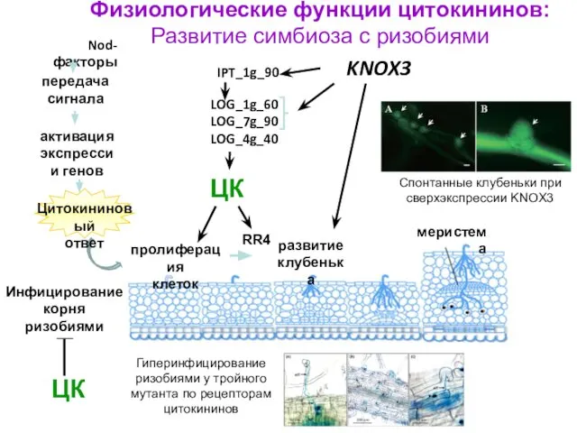 пролиферация клеток передача сигнала Nod-факторы активация экспрессии генов развитие клубенька меристема