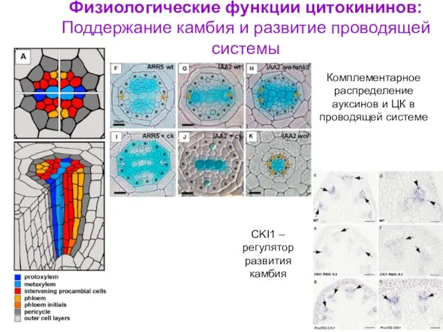 Физиологические функции цитокининов: Поддержание камбия и развитие проводящей системы Комплементарное распределение