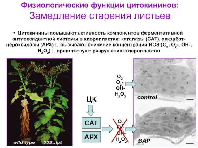 Физиологические функции цитокининов: Замедление старения листьев Цитокинины повышают активность компонентов ферментативной