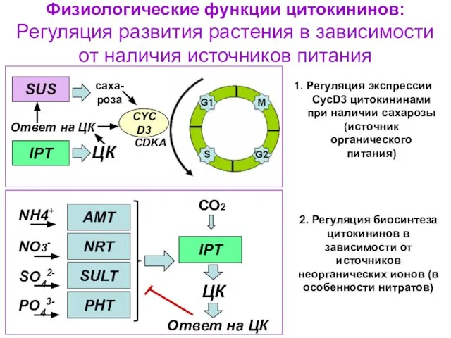 Физиологические функции цитокининов: Регуляция развития растения в зависимости от наличия источников