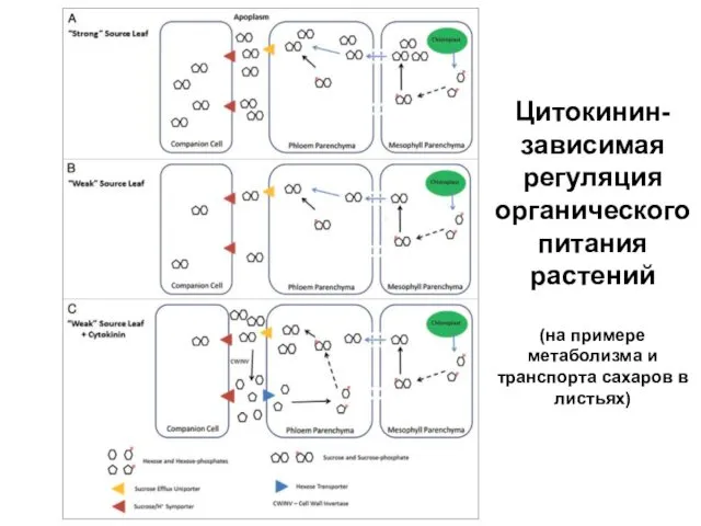 Цитокинин-зависимая регуляция органического питания растений (на примере метаболизма и транспорта сахаров в листьях)