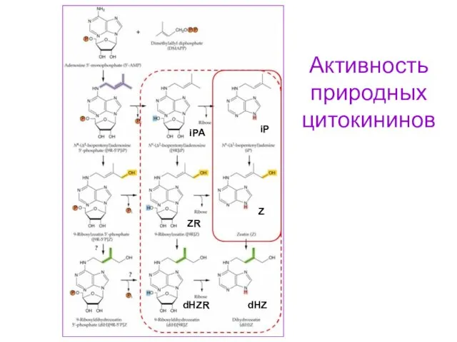 Активность природных цитокининов Z ZR iP dHZR dHZ iPA