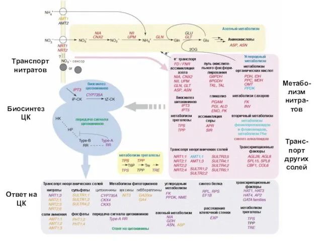 Транспорт нитратов Биосинтез ЦК Метабо-лизм нитра-тов Транс-порт других солей Ответ на ЦК
