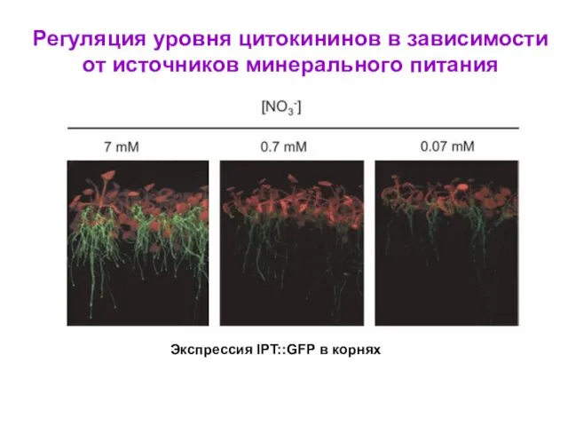 Экспрессия IPT::GFP в корнях Регуляция уровня цитокининов в зависимости от источников минерального питания