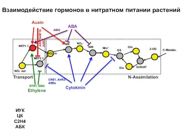 Взаимодействие гормонов в нитратном питании растений ИУК ЦК С2Н4 АБК