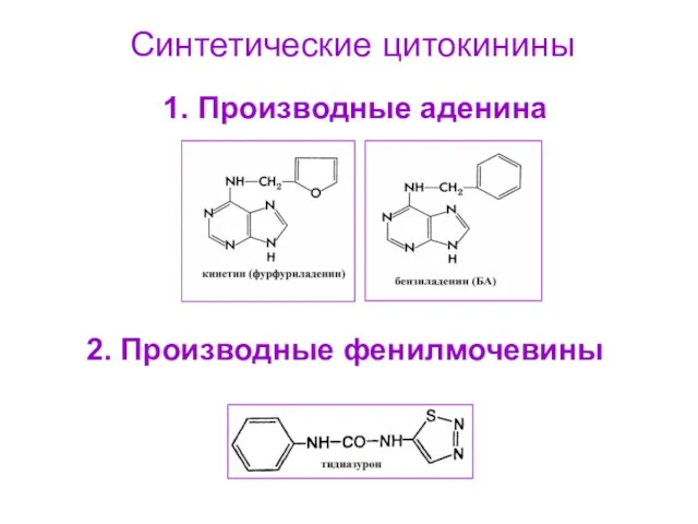 Синтетические цитокинины 1. Производные аденина 2. Производные фенилмочевины