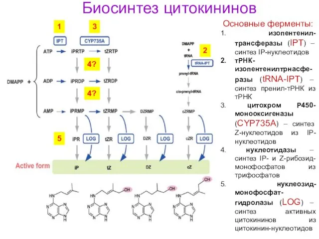 Биосинтез цитокининов Основные ферменты: изопентенил-трансферазы (IPT) – синтез IP-нуклеотидов тРНК-изопентенилтрнасфе-разы (tRNA-IPT)