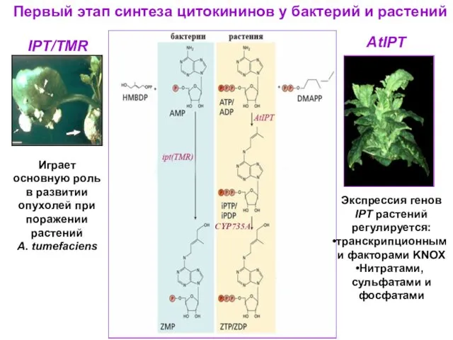 Первый этап синтеза цитокининов у бактерий и растений IPT/TMR AtIPT Экспрессия