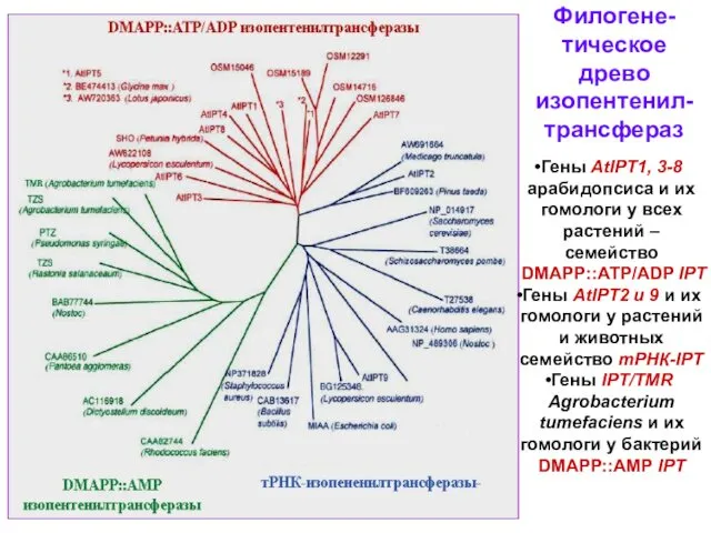 Филогене-тическое древо изопентенил-трансфераз Гены AtIPT1, 3-8 арабидопсиса и их гомологи у