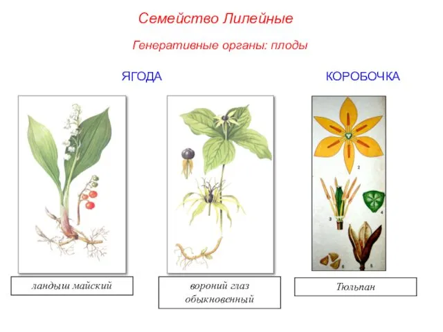 ЯГОДА КОРОБОЧКА ландыш майский вороний глаз обыкновенный Генеративные органы: плоды Семейство Лилейные Тюльпан