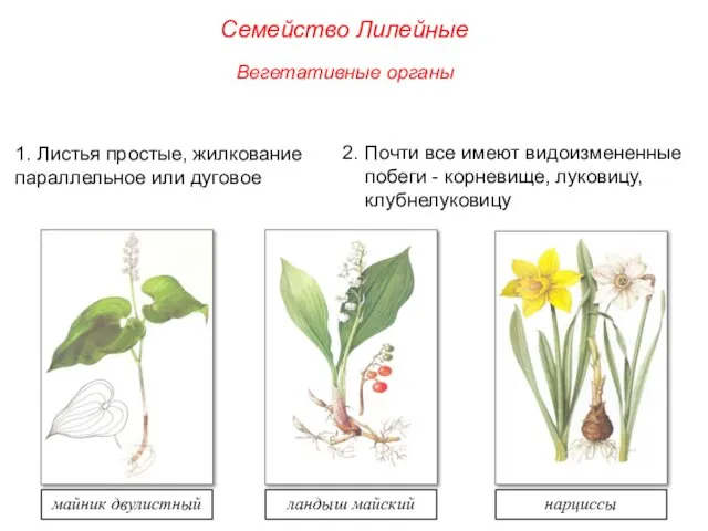 1. Листья простые, жилкование параллельное или дуговое 2. Почти все имеют