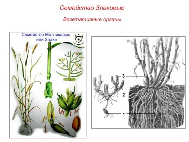 Семейство Злаковые Вегетативные органы