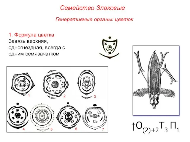 ↑О(2)+2Т3 П1 1. Формула цветка Завязь верхняя, одногнездная, всегда с одним