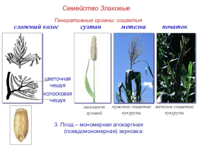 3. Плод – мономерная апокарпная (псевдомономерная) зерновка: сложный колос цветочная чешуя