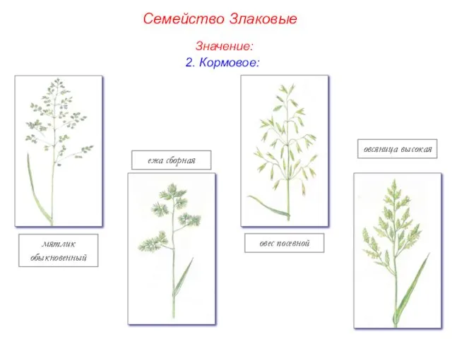 мятлик обыкновенный ежа сборная овес посевной овсяница высокая Семейство Злаковые Значение: 2. Кормовое: