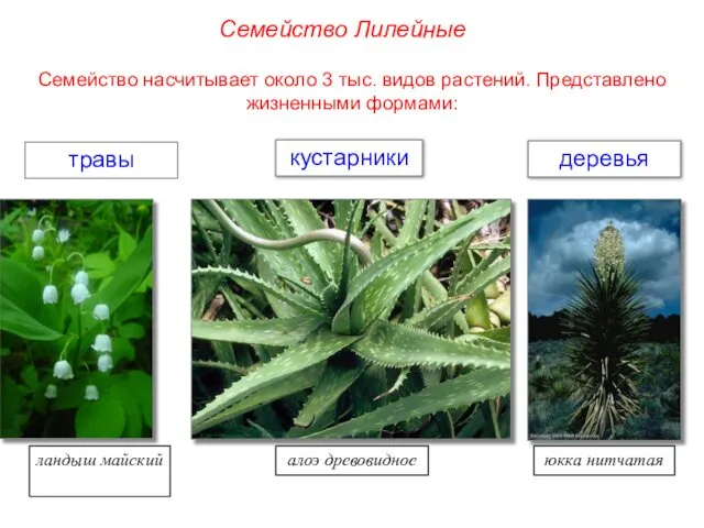 Семейство насчитывает около 3 тыс. видов растений. Представлено жизненными формами: травы