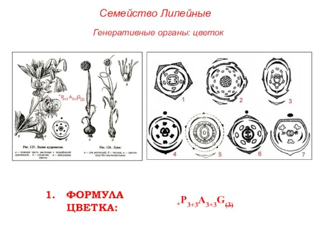 ФОРМУЛА ЦВЕТКА: *P3+3A3+3G(3) Генеративные органы: цветок Семейство Лилейные