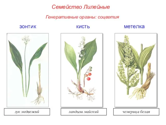 зонтик метелка кисть лук медвежий ландыш майский чемерица белая Семейство Лилейные Генеративные органы: соцветия