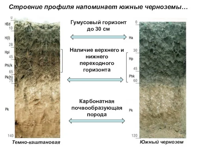 Строение профиля напоминает южные черноземы… Темно-каштановая Южный чернозем Гумусовый горизонт до