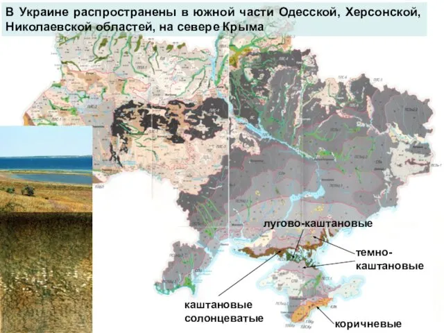 каштановые солонцеватые темно-каштановые коричневые лугово-каштановые В Украине распространены в южной части