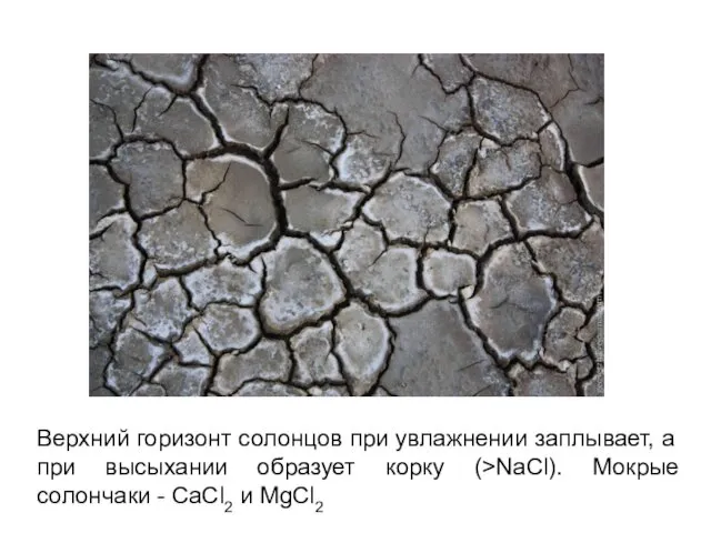 Верхний горизонт солонцов при увлажнении заплывает, а при высыхании образует корку