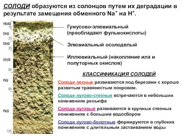 СОЛОДИ образуются из солонцов путем их деградации в результате замещения обменного