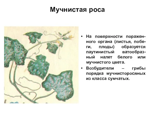 Мучнистая роса На поверхности поражен-ного органа (листья, побе-ги, плоды) образуется паутинистый