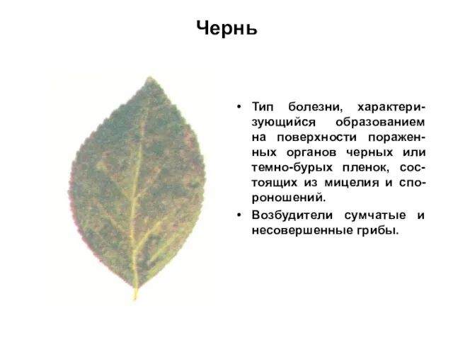 Чернь Тип болезни, характери-зующийся образованием на поверхности поражен-ных органов черных или