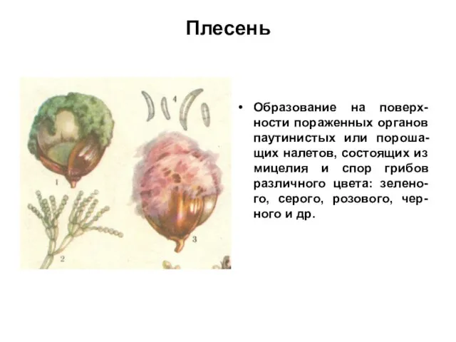 Плесень Образование на поверх-ности пораженных органов паутинистых или пороша-щих налетов, состоящих