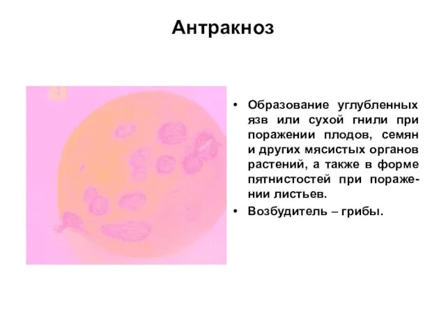 Антракноз Образование углубленных язв или сухой гнили при поражении плодов, семян